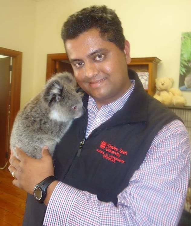 koalas3.Indian Link
