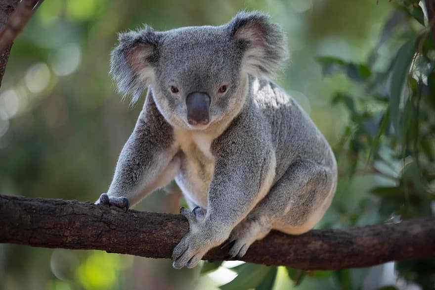 koala in the wild