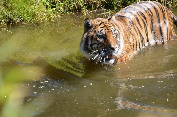 picture of tiger at zoofari lodge