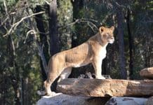 Zoofari Animal View Lodge, a piece of Africa in NSW picture of lioness