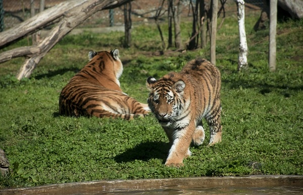 tigers india