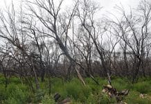 Kangaroo Island reborn trees on kangaroo island