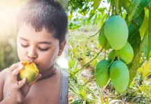 Child relishing mango variations