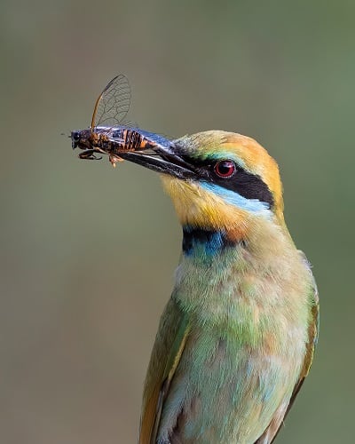 Rainbow Bee Eater eating a Cicada. Image supplied