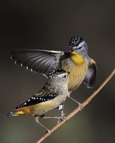 Spotted Pardalotes. Image supplied