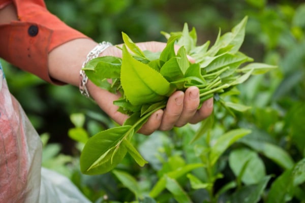 Assamese tea leaves. Source: Canva
