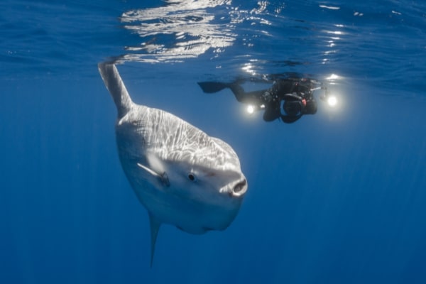 A sunfish swims near the surface. Source: Canva