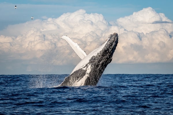 A Humpback whale breaching. Source: Canva