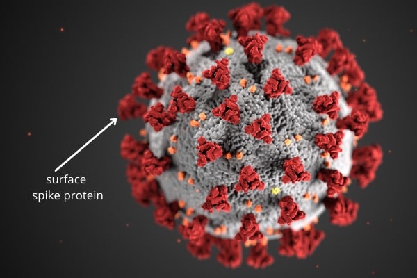 Coronavirus surface spike protein. (Created with Canva)