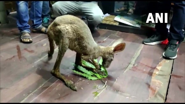 kangaroo in india