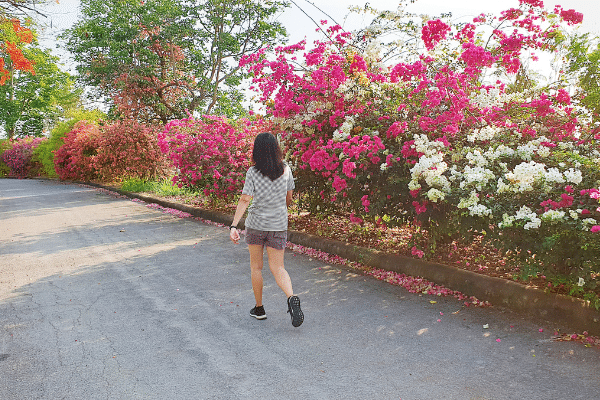 Stroll along pink flowers