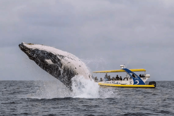 Whale watching port macquarie