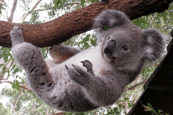 koalas port macquarie