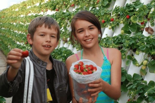 Children strawberry picking