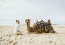 camel safaris port macquarie