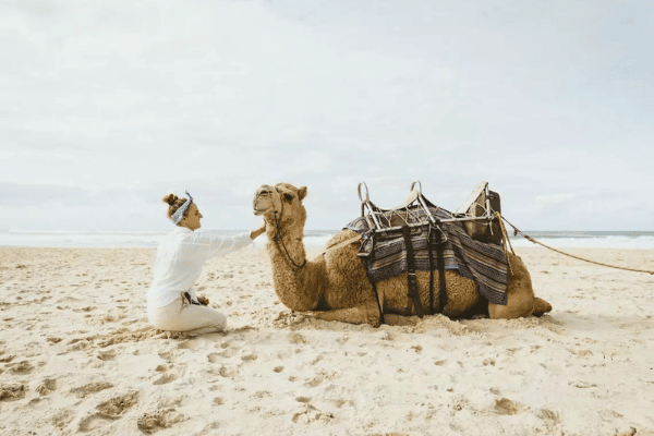 camel safaris port macquarie